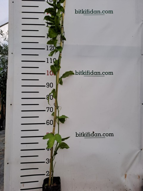 3 Yaş Passiflora (çarkıfelek) Fidanı