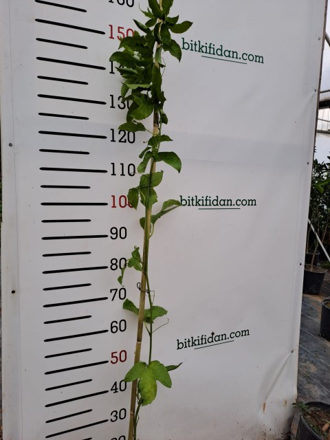 3 Yaş Passiflora (çarkıfelek) Fidanı