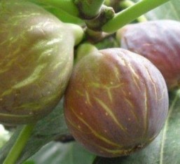 3 Yaş Patlıcan İncir Fidanı