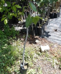 3 Yaş Patlıcan İncir Fidanı