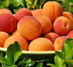 3 Yaş Perfect Red Kayısı Fidanı