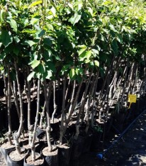 3 Yaş Perfect Red Kayısı Fidanı