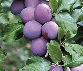 3 Yaş President Erik Fidanı