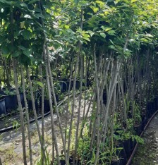 3 Yaş President Erik Fidanı