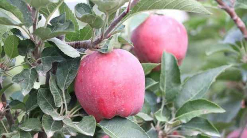 3 Yaş Red Apple İçi Dışı Kırmızı Elma Fidanı