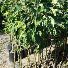 3 Yaş Red Apple İçi Dışı Kırmızı Elma Fidanı