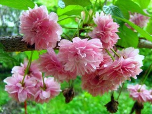 3 Yaş Sakura (süs kirazı)-120-150 cm