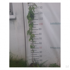 3 Yaş Sakura (süs Kirazı)-120-150 Cm