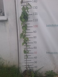 3 Yaş Sakura (süs kirazı)-120-150 cm