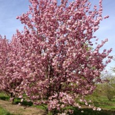 3 Yaş Sakura (süs kirazı)-120-150 cm