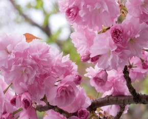 3 Yaş Sakura (süs kirazı)-120-150 cm