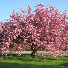 3 Yaş Sakura (süs Kirazı)-120-150 Cm