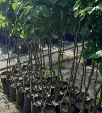 3 Yaş Santa Maria Armut Fidanı