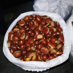 3 Yaş Sarıaşı Kestane Fidanı