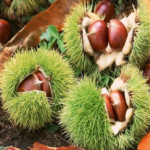 3 Yaş Sarıaşı Kestane Fidanı