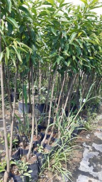 3 Yaş Sarıaşı Kestane Fidanı