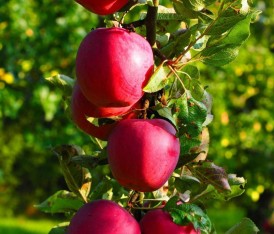 3 Yaş Scarlet Spur Elma