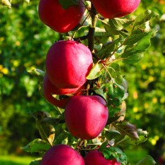3 Yaş Scarlet Spur Elma