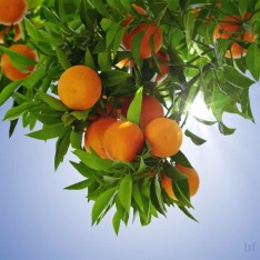 3 Yaş Şeker Portakalı Fidanı
