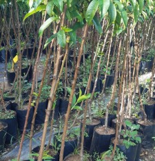 3 Yaş Şentürk Şeftali Fidanı