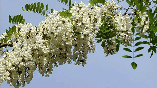3 Yaş Sophora Ağacı