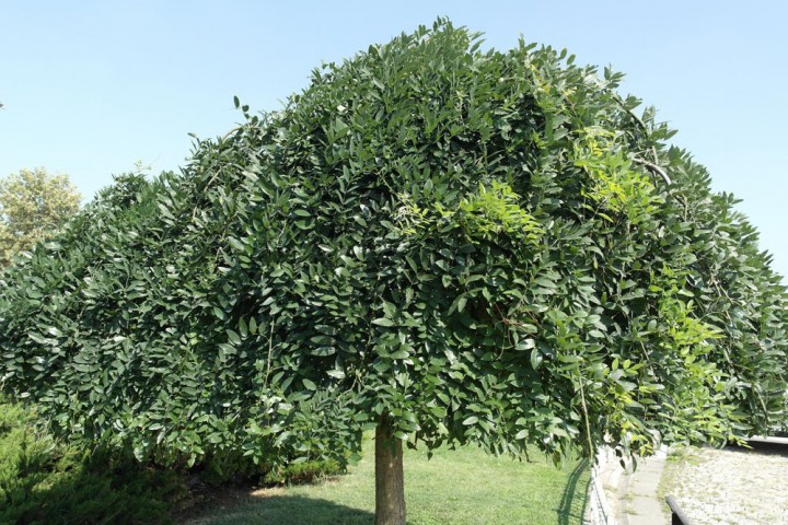 3 Yaş Sophora Ağacı