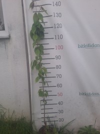 3 Yaş Süs Elması Fidanı