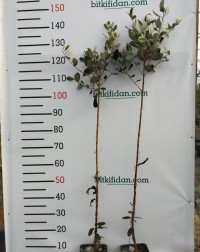 3 Yaş Tijli Feijoa(kaymak Ağacı) Fidanı