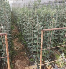 3 Yaş Tijli Feijoa(kaymak Ağacı) Fidanı