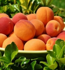 3 Yaş Tokaloğlu Kayısı Fidanı