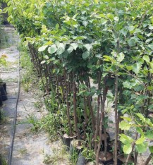 3 Yaş Tokaloğlu Kayısı Fidanı