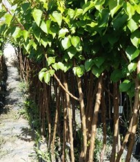 3 Yaş Tüplü Abbefetel Armut Fidanı