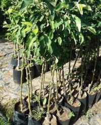 3 Yaş Tüplü Akça Armut Fidanı