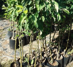 3 Yaş Tüplü Pink Lady Elma Fidanı