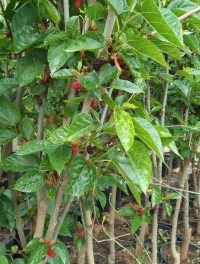 3 Yaş Yediveren Avustralya Siyah Dut Fidanı