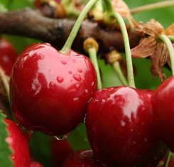 3 Yaş Z900 Kiraz Fidanı