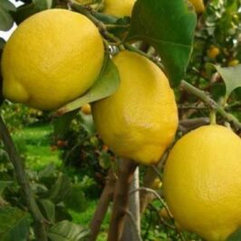 3 Yaş Zagar Bianca  Limon Fidanı