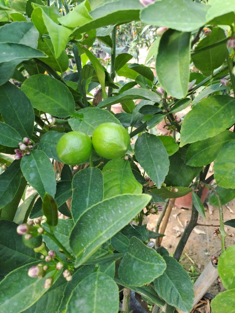 4 Taş Tam Bodur Tijli Yediveren Limon Fidanı