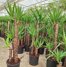4 YAŞ 3'LÜ YUCCA ÇİÇEĞİ 120-150 CM
