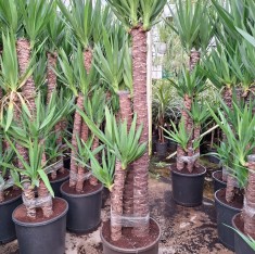4 YAŞ 4'LÜ YUCCA ÇİÇEĞİ 150-180 CM
