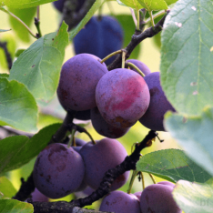 4 Yaş Angelino Erik Fidanı