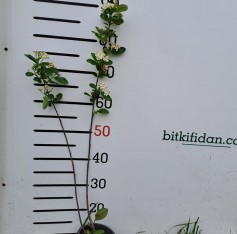 4 Yaş Aronya Meyve Fidanı