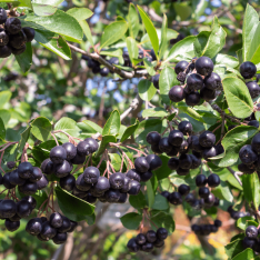 4 Yaş Aronya Meyve Fidanı