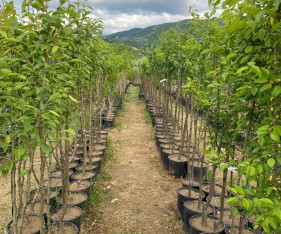 4 Yaş Aşılı Beyaz Dut Fidanı