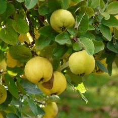 4 Yaş Aşılı Ekmek Ayvası Fidanı