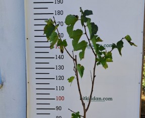 4 YAŞ AŞILI EKŞİ KARA (URMU DUT) FİDANI