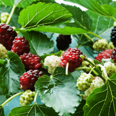 4 Yaş Avustralya Yediveren Dut Fidanı