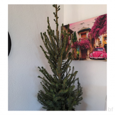 4 Yaş Batı Ladini Fidanı