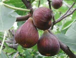 4 YAŞ DÜRDANE İNCİR (SİYAH) FİDANI