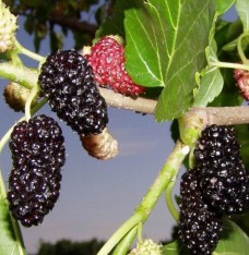 4 Yaş Siyah Dut Fidanı